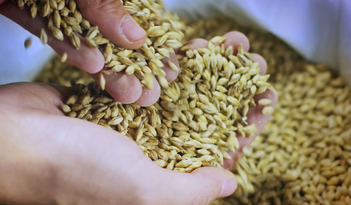 Close-up of hands holding barley malt grains, a key ingredient in Jupiler beer.
